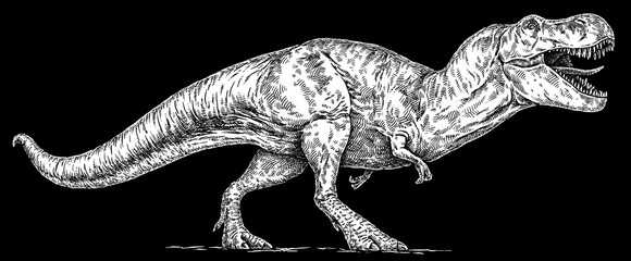 Vintage engraving isolated Tyranosaurus rex set illustration t-rex ink sketch. Dinosaur background Rex silhouette Jurassic art. Black and white hand drawn image