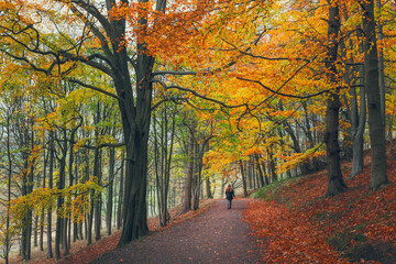 Naklejka premium A serene autumn woodland scene with golden leaves, towering trees, and a lone figure walking along a peaceful forest path covered in fallen foliage, capturing the beauty of seasonal change