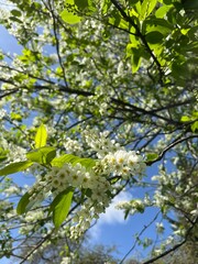 cherry plum flowers on a branch against the blue sky