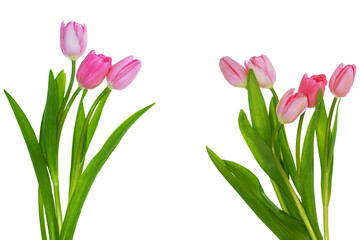 copy space. spring colorful flowers tulips. floral collection.