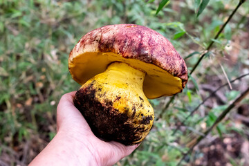 Boletus loyo