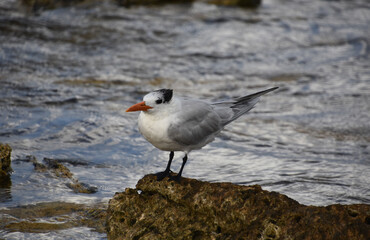 Looking into the Face of a Tern Standing on a Rock