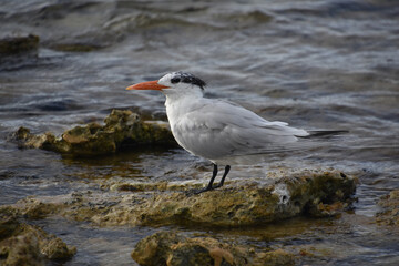 Royal Tern Standing on a Lava Rock in Aruba