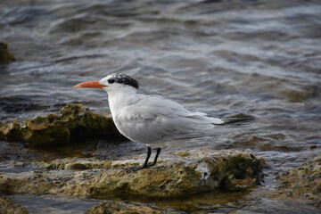 Tern Standing on a Lava Rock by Water