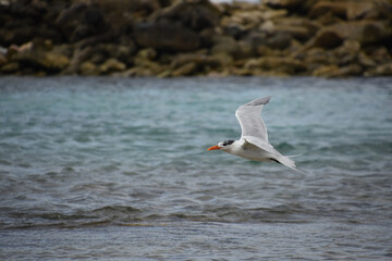 Flying Tern Over the Ocean Waters in Aruba