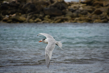Wings on a Tern Outstretched in Flight