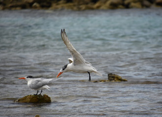 Action Shot of a Tern in Flight Over the Ocean