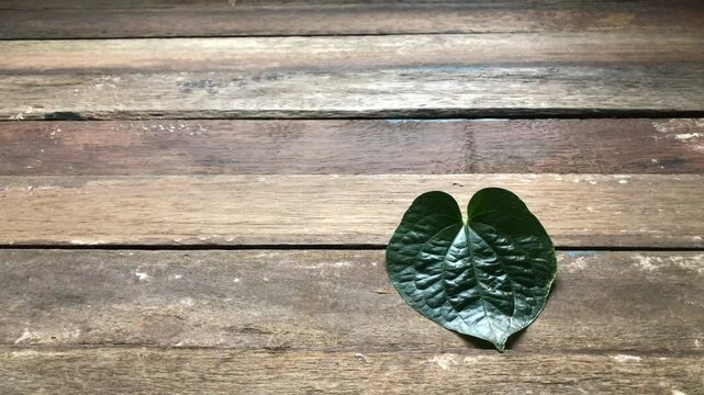 Green leaves of Wildbetal Leafbush (Piper sarmentosum Roxb),like a heart,on old wood,free space for your text design,with natural dim light.
