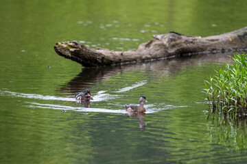 two wood ducks male and female swimming in a calm body of water, with a partially submerged log and green vegetation in the background. 