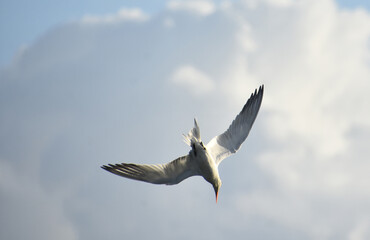 Fototapeta premium Under Side of a Flying Tern in Flight