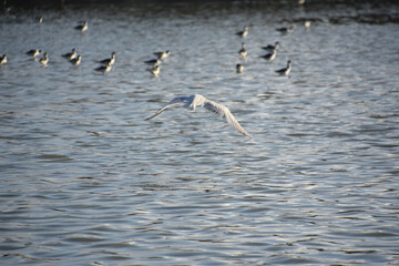 Tern in Flight Over Shallow Ocean Waters