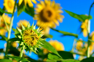 阿賀野川堤防のひまわり（新潟県）