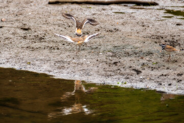 three small birds on a muddy shore near a body of water. Two of the birds are in mid-flight, with...