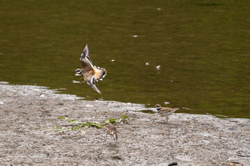 three birds near the edge of a body of water. One bird is in mid-flight with its wings spread wide, displaying a pattern of white and brown feathers. The other two birds are on the ground