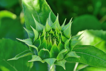 阿賀野川堤防のひまわり（新潟県）