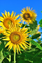 阿賀野川堤防のひまわり（新潟県）