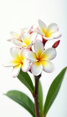 Fototapeta premium Delicate frangipani flowers bloom on a white background, plumeria, garden