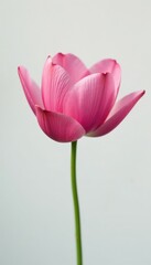 Fototapeta premium Delicate roseum plenum lotus flower isolated on white background, minimalism, isolation