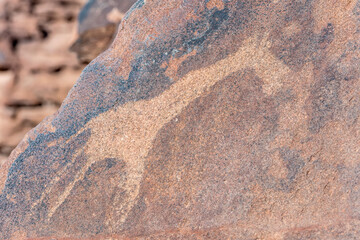 engravings of a Giraffe on sandstone rocks, Twyfelfontein, Namibia