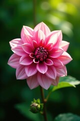 Obraz premium Gentle dahlia bloom nestled in the heart of verdant foliage, dahlia, petals, blooms