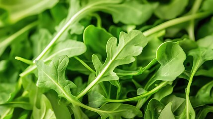 Fototapeta premium Fresh arugula leaves piled high on a countertop ready for salad preparation in a bright kitchen setting