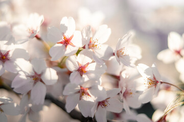 close up of sakura branch in morning light. close up of sakura branch in morning light. macro photo of backlit Japanese cherry blossoms