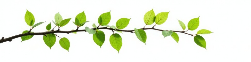 Single branch with leaves isolated on white background, tree, branches, green