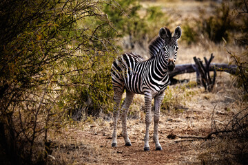 zebra in the wild