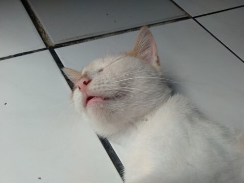 close up face adorable cat that sleeps on the floor