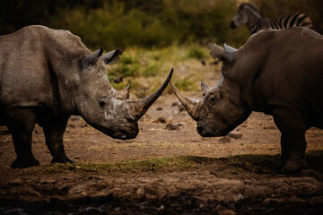 Fototapeta premium white rhino in the wild