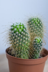 Unique cactus showcasing its distinct shape and spines against a simple background