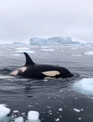 Fototapeta premium Whale sharks swimming in an ocean full of ice