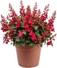 Naklejka premium Vibrant Red Cuphea in Terracotta Pot Lush Blooming Flowers Indoor Plant