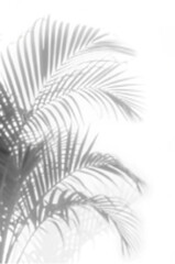 realistic palm leaf shadow overlay with a soft, tropical effect. Perfect for summer backgrounds, natural design elements, wallpapers, templates, and artistic photo compositions with a modern touch.