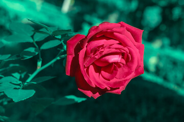 rosa 