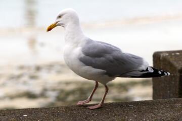 Mouette de Granville