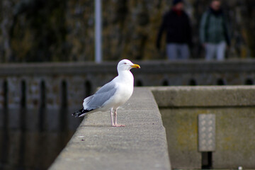 Mouette de Granville