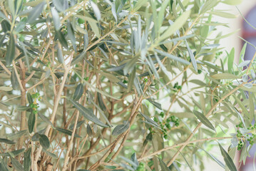 Fototapeta premium rosemary on a wooden background A delicate olive tree with light, silvery-green leaves stands gracefully, bathed in soft natural light. 