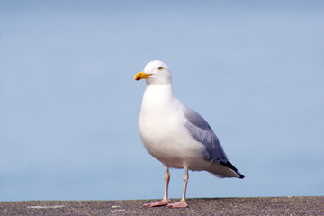 Mouette de Granville