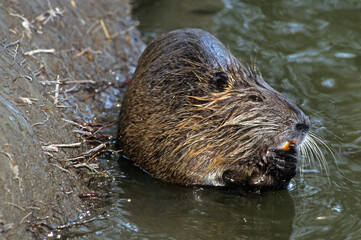 Ragondin, Myocastor coypus