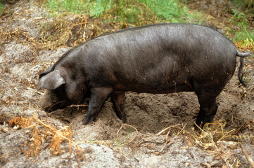 Cochon, race Gascon © JAG IMAGES