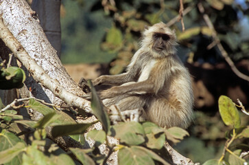Singe l'entelle commun, Presbytis entellus, Inde