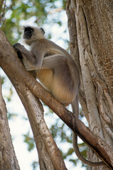Singe l'entelle commun, Presbytis entellus, Inde