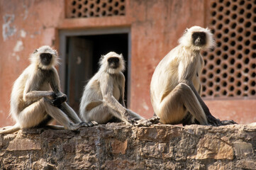Fototapeta premium Singe l'entelle commun, Presbytis entellus, Parc national de Ranthambore, Rajasthan; Inde