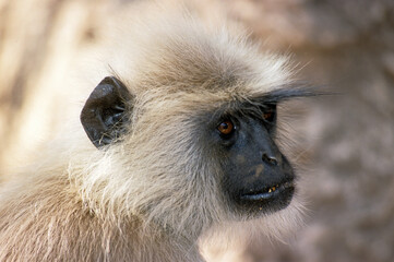 Singe l'entelle commun, Presbytis entellus, Inde