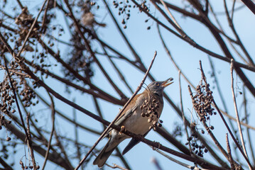 冬の公園におたシロハラ