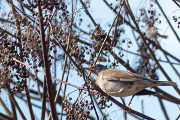 冬の公園におたシロハラ