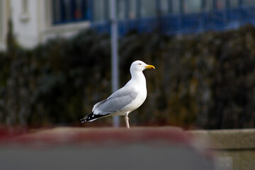 Mouette de Granville