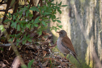 冬の公園にいたシロハラ