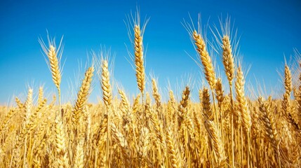 Fototapeta premium Golden Wheat Field Under Clear Blue Sky During Sunny Day